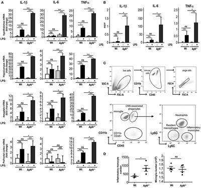 Globular Adiponectin Limits Microglia Pro-Inflammatory Phenotype through an AdipoR1/NF-κB Signaling Pathway